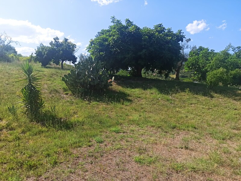 WhatsApp Image 2025-08-07 at 11.00.28 (9).jpeg